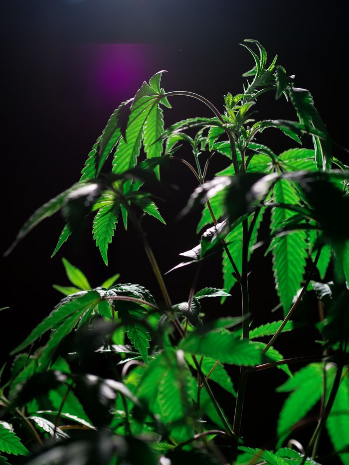 Close-up of vibrant cannabis leaves illuminated dramatically against a dark background.